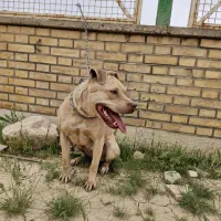 سگ پیتبول ماده