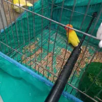 طوطی|پرنده|زرندیه, |دیوار