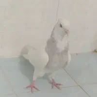 طوقی کله ای پلاکی