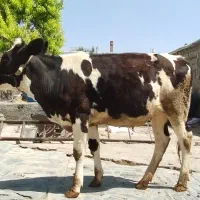 گاو