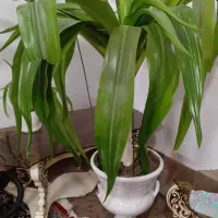 گل سوسن عنکبوتی