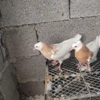 چندپرنده خوب سرحال