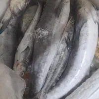 ماهیه طلا دختر ناخدا