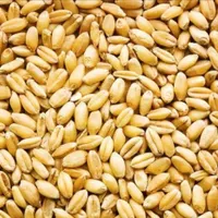 خرید و فروش گندم در تمام شهر ها روستا استان درمحل