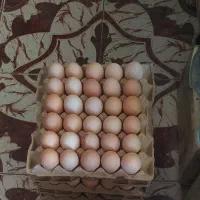 تخم مرغ محلی نافرم بدون شکستگی مخصوص قنادی