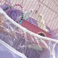 مرغ عشق