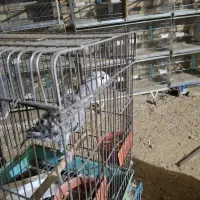 جوجه کاسکو پرو شاه داخل