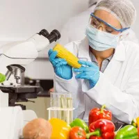 اجاره مدرک کارشناسی صنایع غذایی
