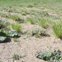 گیاه دارم برای فروش کسی خواست پیام بده
