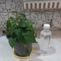 گل پتوس ورق بزنید معاوضه با عروس هلندی هر چی چیزی