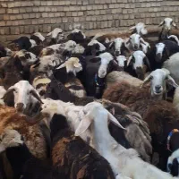 گوسفند میش وبره شیشک