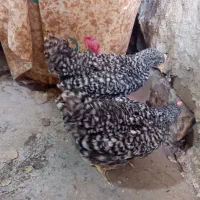 جوجه امروک و گوشتی