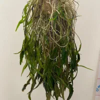 گیاه آکواریوم ماهی گوپی کت پوزه بوته‌ای حلزون کیلر