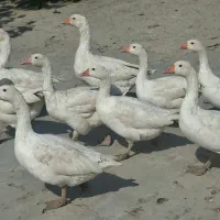 غاز