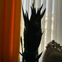 گل سانسوریا