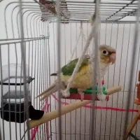 طوطی گرینچیک نر فوق دستی سخنگو