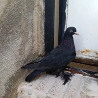 کفتر|پرنده|اهر, |دیوار