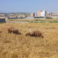 گوسفند داشتی جوان شیشک