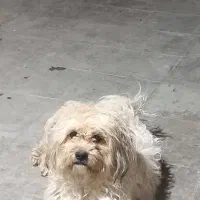 سگ پاکوتاه توافقی