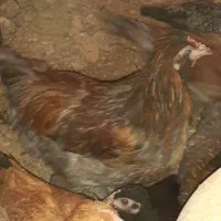 مرغ وخروس