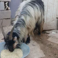 بززاییده