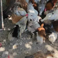 مرغ و خروس