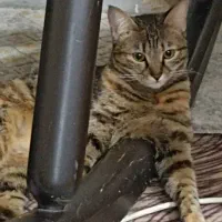 واگذاری گربه خانگی dsh