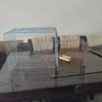 دوعددقفس