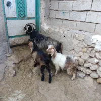 3عدد بز وچیش  برای  نگه داشتن
