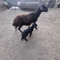 مرو برخ جوان