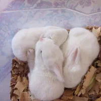 بچه خرگوش ملوس