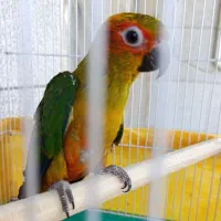 جوجه طوطی سانکانور خورشیدی. کوتوله. گرینچیک.‌راهب