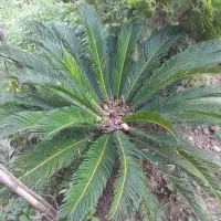 سیکاس