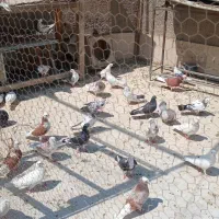 کبوتر  غریب گیری  یجایی