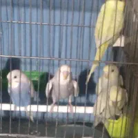انواع مرغ عشق
