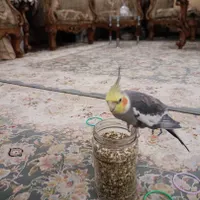 عروس هلندی نر گمشده