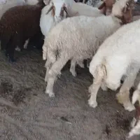 سلام ۴۸ماده دو قوچه بزرگ