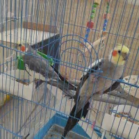 عروس هلندی