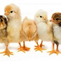 جوجه گلپایگانی ۱ روزه