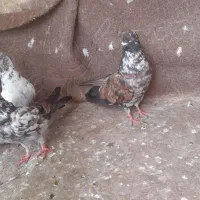 کبوتر|پرنده|کوچصفهان, |دیوار