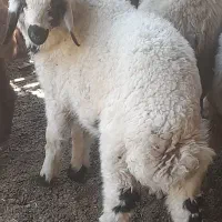 گوسفند زنده
