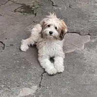 فروش پاکوتاه ماده