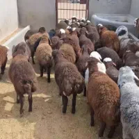 بره پای پروار