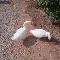 غول غازعربی نروماده