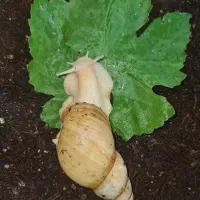 حلزون خانگی بدون بو بدون صدا