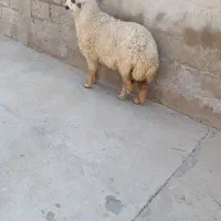 بره دجیجه