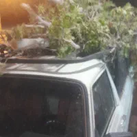 راننده وانت برای میوه فروشی وانت دارم