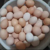 فروش تخم مرغ گلپایگان نطفه دار