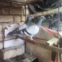 سبزالمانی ماده
