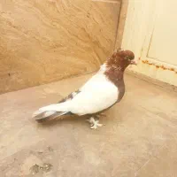 کفتر ماده سیم دم قهوه یی